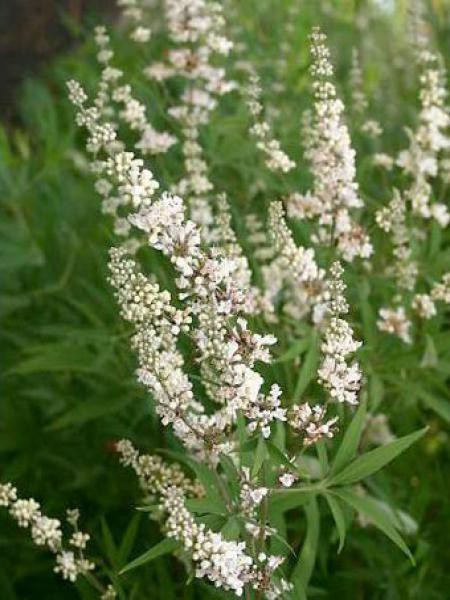 Vitex agnus castus alba